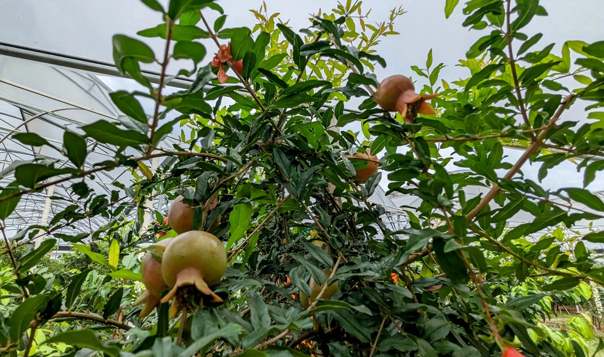 Sự đầu tư vào sức khỏe đất bằng Humic Acid luôn mang lại những vụ mùa bội thu và bền vững