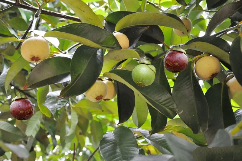 Những quả măng cụt sạch giàu dinh dưỡng được thu hoạch ngay tại vườn nhà