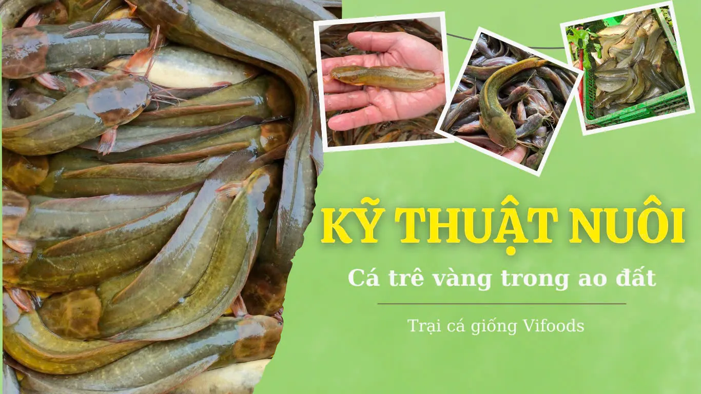Thu hoạch cá trê đạt chuẩn chất lượng mang lại nguồn thu nhập ổn định cho người nông dân